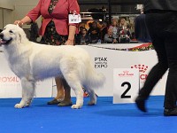 Owczarek Podhalański  Owczarek Podhalański - psy - klasa otwarta - od lewej: CHABER z Butorowego Wierchu, BIAŁY KRÓL Psia Parafia, MARQUIS Des Arcanes D'Hermes