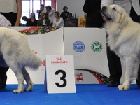 Owczarek Podhalański  Owczarek Podhalański - psy - klasa championów - od lewej: ATOS ze Srebrnej Osady, ZHERMON iz Snezhnoy Stai