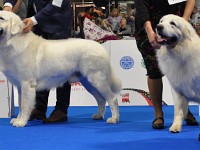 Owczarek Podhalański  Owczarek Podhalański - psy - klasa championów - od lewej: KING OF HAPPINESS Alpejskie Zauroczenie, DOBROWIT Athel Loren