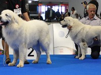 Owczarek Podhalański  Owczarek Podhalański - psy - klasa championów - od lewej: KING OF HAPPINESS Alpejskie Zauroczenie, DOBROWIT Athel Loren, ATOS ze Srebrnej Osady, ZHERMON iz Snezhnoy Stai