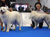 Owczarek Podhalański  Owczarek Podhalański - psy - klasa championów - od lewej: KING OF HAPPINESS Alpejskie Zauroczenie, DOBROWIT Athel Loren, ATOS ze Srebrnej Osady, ZHERMON iz Snezhnoy Stai