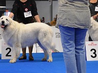 Owczarek Podhalański  Owczarek Podhalański - psy - porównanie - od lewej: CACIB - KING OF HAPPINESS Alpejskie Zauroczenie, R-CACIB - DOBROWIT Athel Loren, CHABER z Butorowego Wierchu, ZBIR Biała Straż