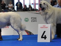 Owczarek Podhalański  Owczarek Podhalański - psy - porównanie - od lewej: CHABER z Butorowego Wierchu, ZBIR Biała Straż