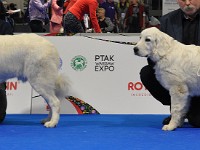 Owczarek Podhalański  Owczarek Podhalański - porównanie szczeniąt - od lewej: TICO Canis Magnificus, PERŁA ze Źródła Ciemięgi