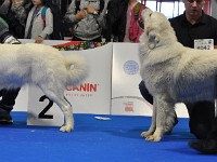 Owczarek Podhalański  Owczarek Podhalański - suki - klasa otwarta - od lewej: GOŚCIRADA GIGA Badziar, BYRKA Cobegarden