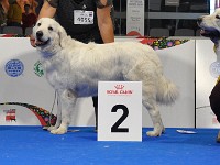 Owczarek Podhalański  Owczarek Podhalański - suki - klasa championów - od lewej: BELLADONNA Białe Szczęście, JUTRZENKA Nutrena, FIGA Z MAKIEM Las W Jamnicach