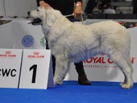 Owczarek Podhalański  Owczarek Podhalański - suki - klasa championów - BELLADONNA Białe Szczęście
