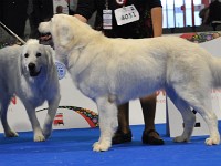 Owczarek Podhalański  Owczarek Podhalański - suki - porównanie - od lewej: CACIB - GŁADYSZKA GORI Badziar, R-CACIB - ZAKOCHANA ZULEJKA Alpejskie Zauroczenie