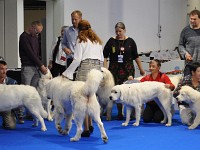 Owczarek Podhalański  Owczarki Podhalańskie na Europejskiej Wystawie Psów Rasowych Warszawa-Nadarzyn 12.10.2018