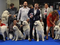 Owczarek Podhalański  Owczarki Podhalańskie na Europejskiej Wystawie Psów Rasowych Warszawa-Nadarzyn 12.10.2018
