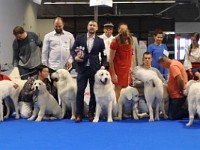 Owczarek Podhalański  Owczarki Podhalańskie na Europejskiej Wystawie Psów Rasowych Warszawa-Nadarzyn 12.10.2018