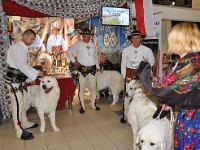 Owczarek Podhalański  Owczarki Podhalańskie na Europejskiej Wystawie Psów Rasowych Warszawa-Nadarzyn 12.10.2018 - stoisko klubowe
