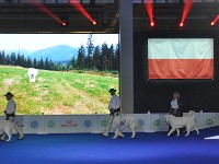 Owczarek Podhalański  Owczarki Podhalańskie na Europejskiej Wystawie Psów Rasowych Warszawa-Nadarzyn 12.10.2018 - Pokaz Ras Polskich