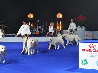 Owczarek Podhalański  Owczarki Podhalańskie na Europejskiej Wystawie Psów Rasowych Warszawa-Nadarzyn 12.10.2018 - Pokaz Ras Polskich