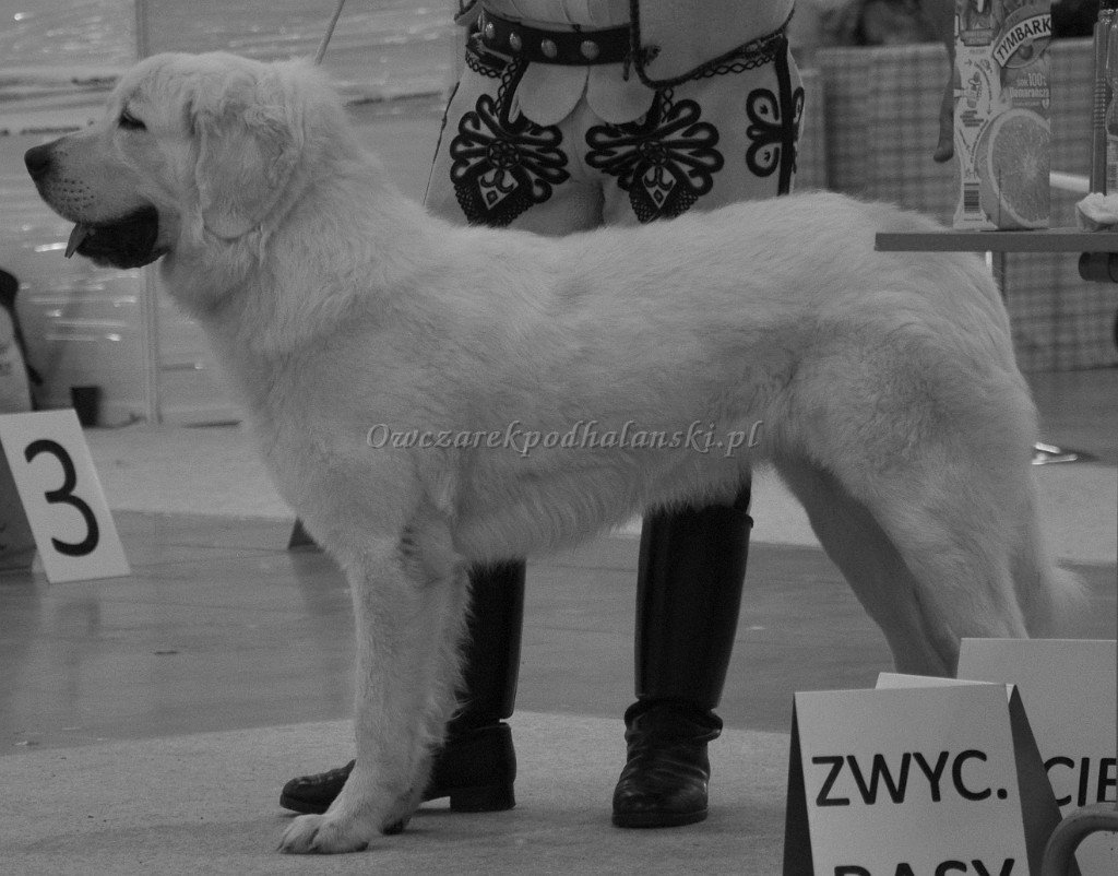 Owczarek Podhalański 