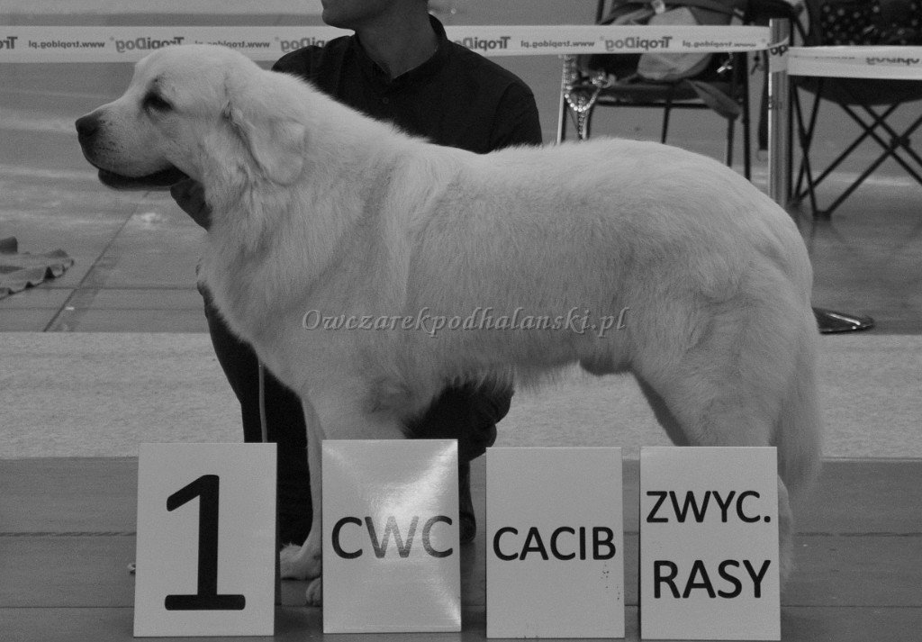 Owczarek Podhalański 