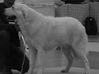 Owczarek Podhalański  Owczarek Podhalański - TICO Canis Magnificus