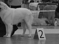 Owczarek Podhalański  Owczarek Podhalański - od lewej: HADŻIR Black Pellet, FILUTEK Zagubione Marzenia, TICO Canis Magnificus, DYREKTOR Spiska Watra