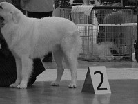 Owczarek Podhalański  Owczarek Podhalański - od lewej: HADŻIR Black Pellet, FILUTEK Zagubione Marzenia, TICO Canis Magnificus, DYREKTOR Spiska Watra