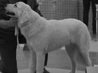 Owczarek Podhalański  Owczarek Podhalański - TOLA Canis Magnificus