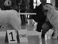 Owczarek Podhalański  Owczarek Podhalański - od lewej: CARMEN Dolina Małej Panwi, OMEGA Zagubione Marzenia