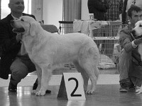 Owczarek Podhalański  Owczarek Podhalański - od lewej: CARMEN Dolina Małej Panwi, OMEGA Zagubione Marzenia, PERŁA z Furmańskiej Zogrody, KRUSZYNKA Andersit