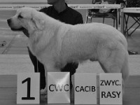 Owczarek Podhalański  Owczarek Podhalański - GUST Nutrena