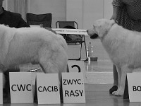 Owczarek Podhalański  Owczarek Podhalański - od lewej: GUST Nutrena, BALAIKA z Doliny Potoku