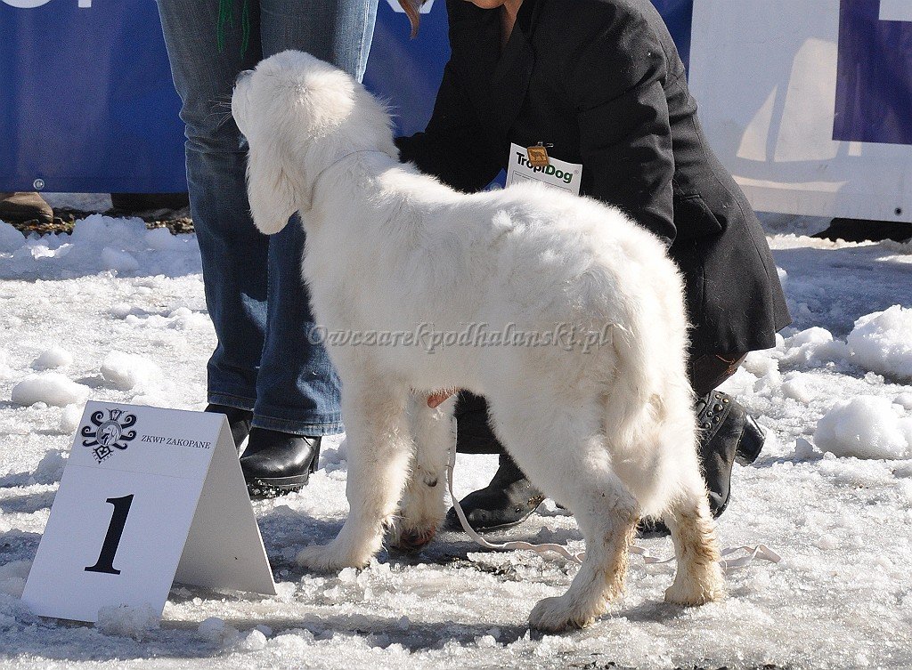 Owczarek Podhalański 