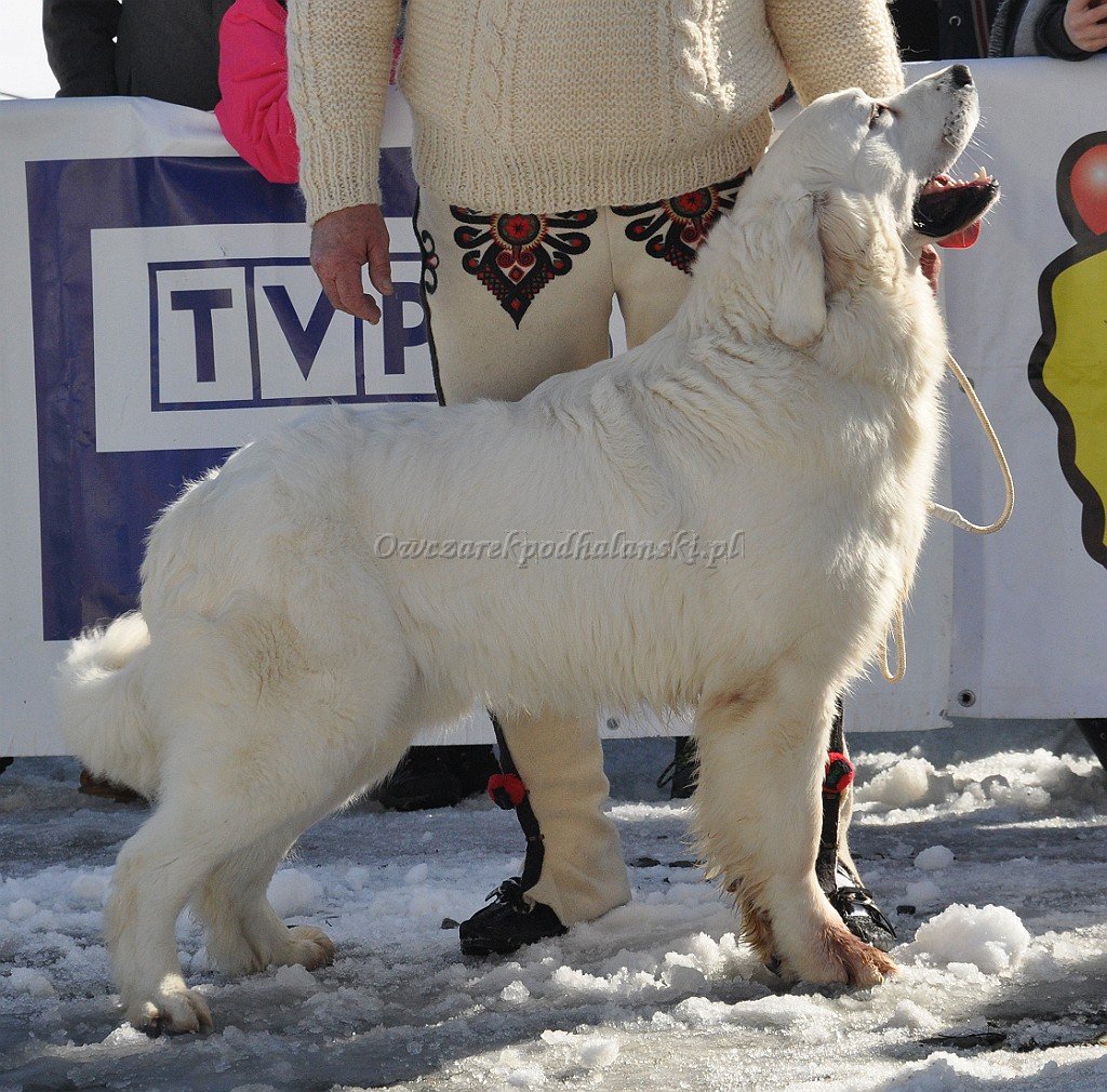 Owczarek Podhalański