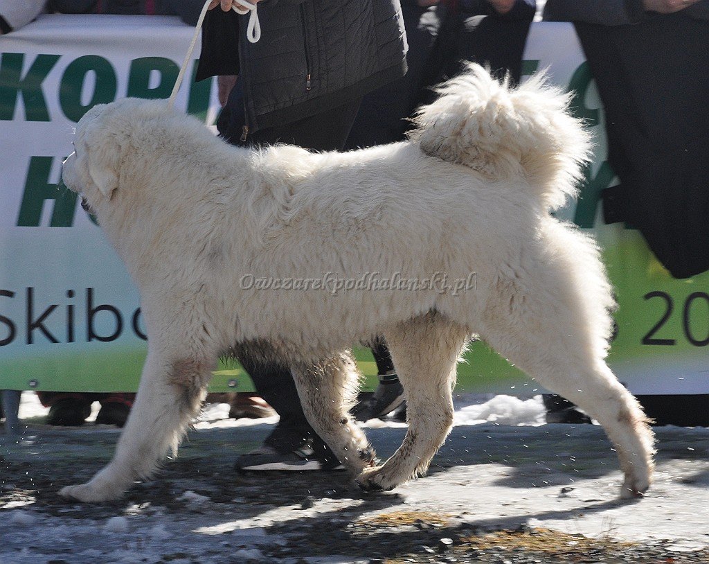 Owczarek Podhalański