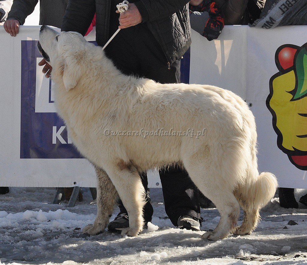 Owczarek Podhalański 