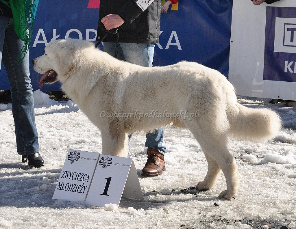 Owczarek Podhalański 