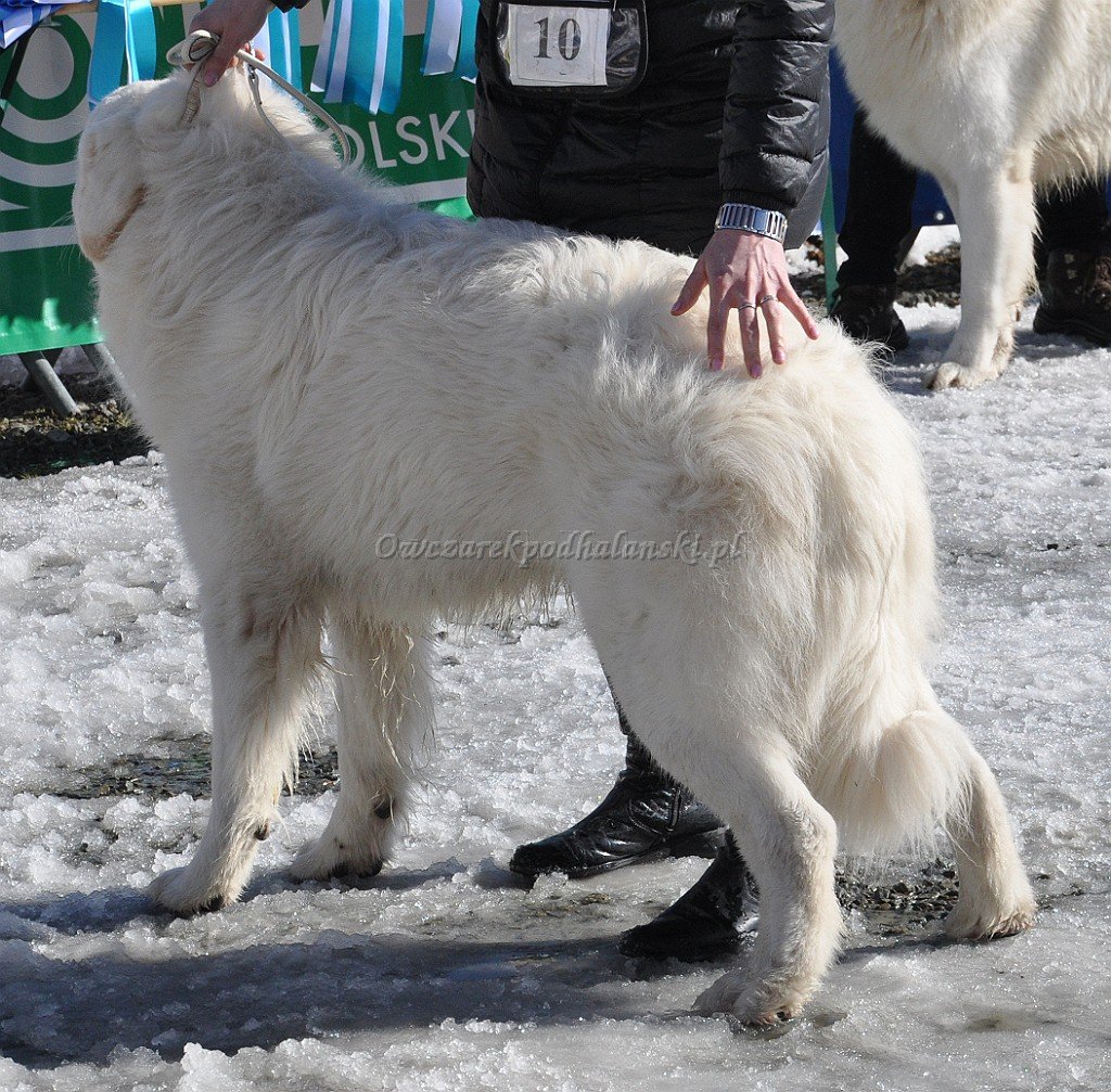 Owczarek Podhalański 