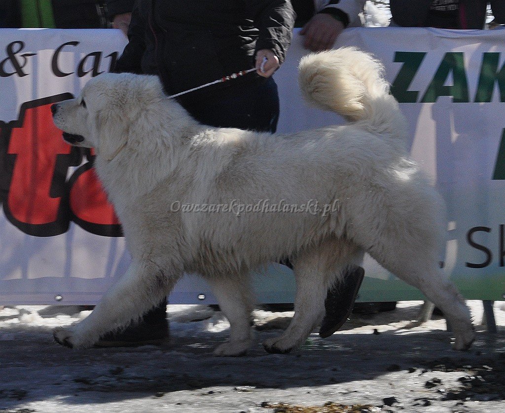 Owczarek Podhalański 