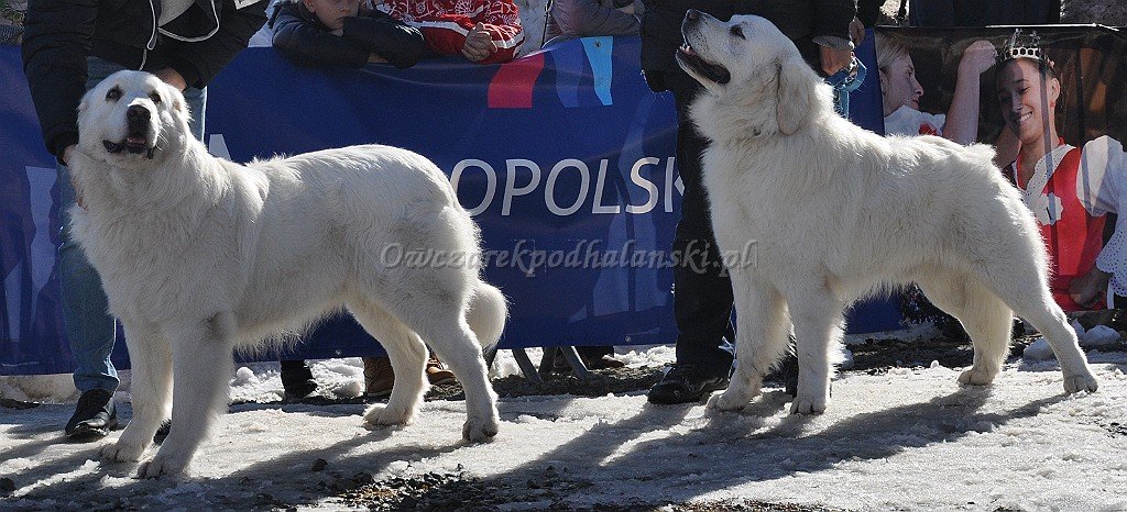 Owczarek Podhalański 