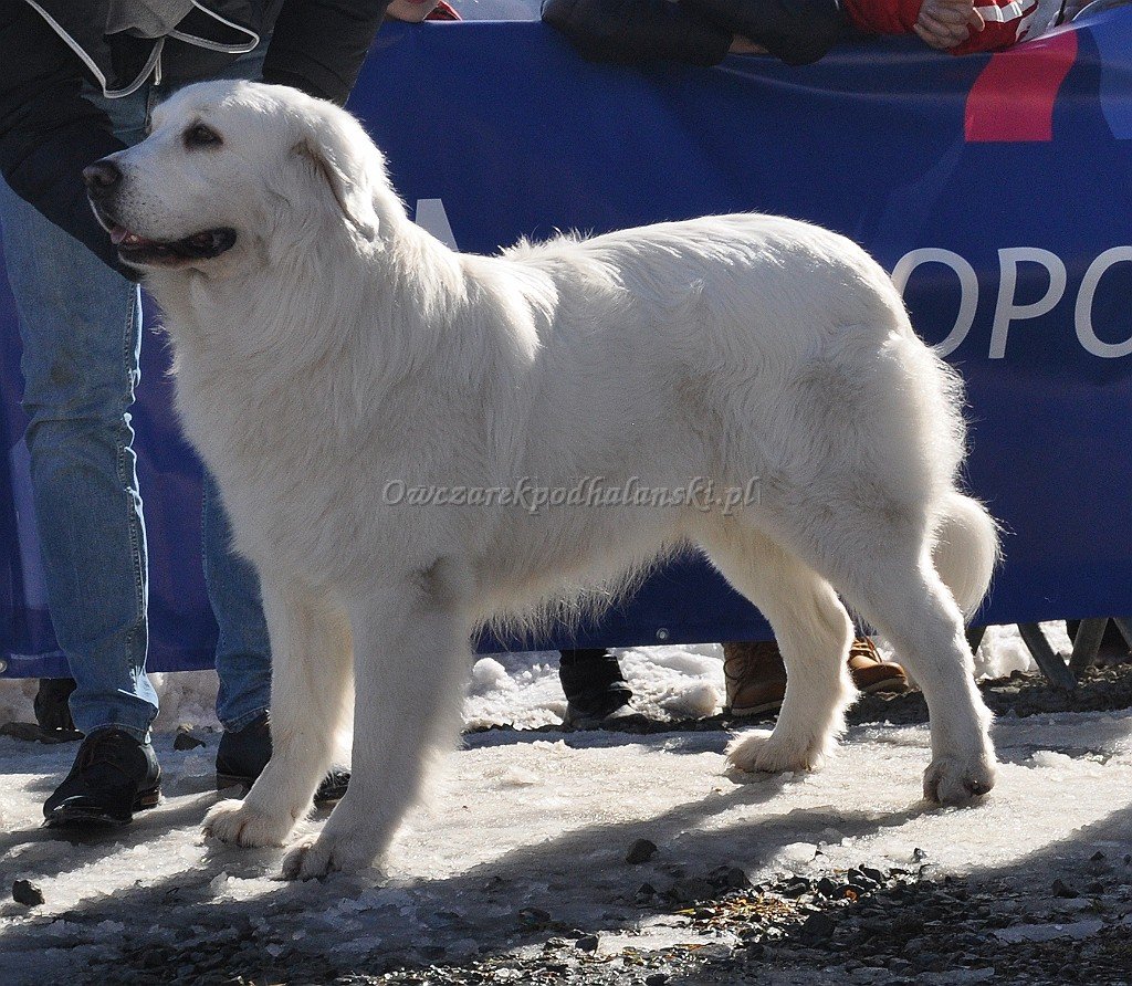 Owczarek Podhalański