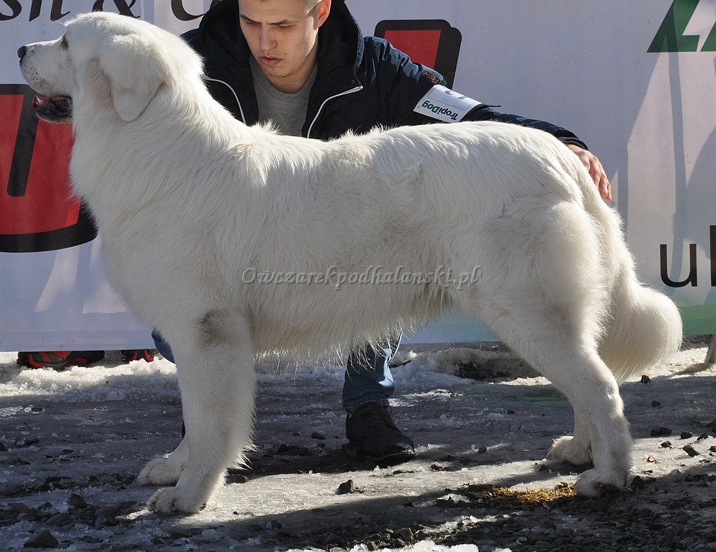 Owczarek Podhalański 