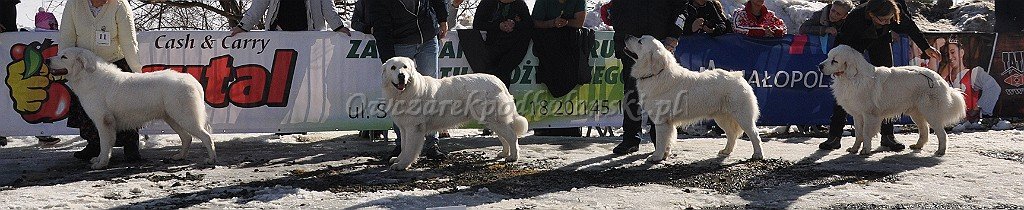 Owczarek Podhalański 