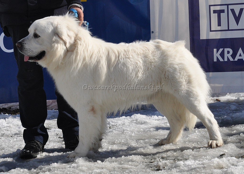 Owczarek Podhalański