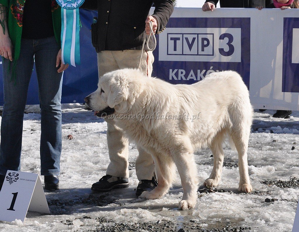 Owczarek Podhalański
