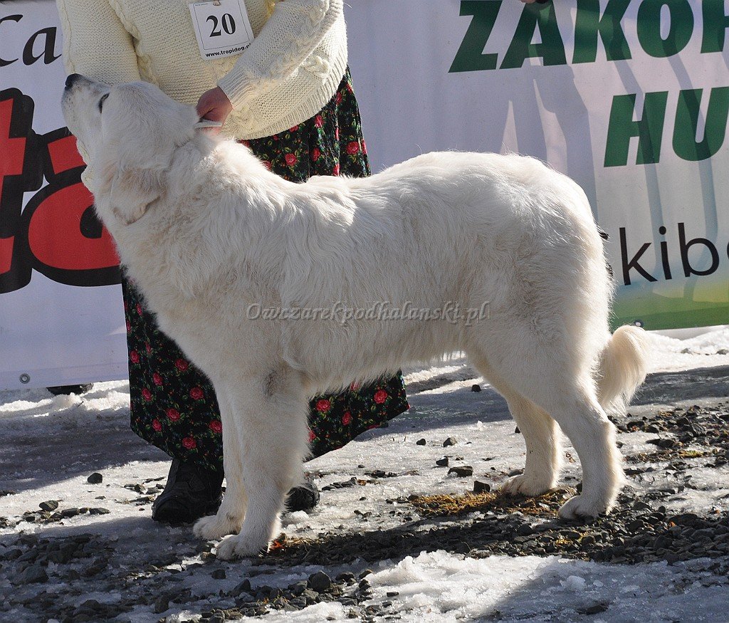 Owczarek Podhalański