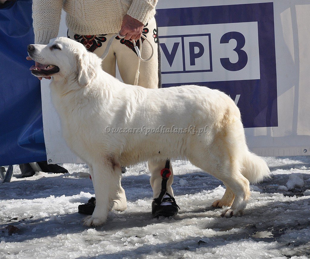 Owczarek Podhalański 