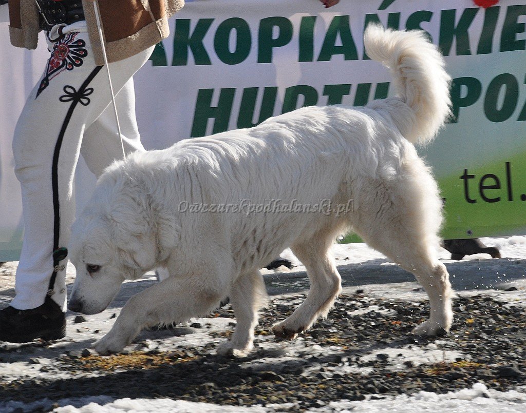 Owczarek Podhalański