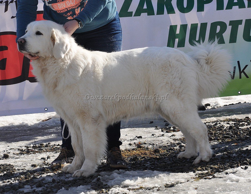 Owczarek Podhalański