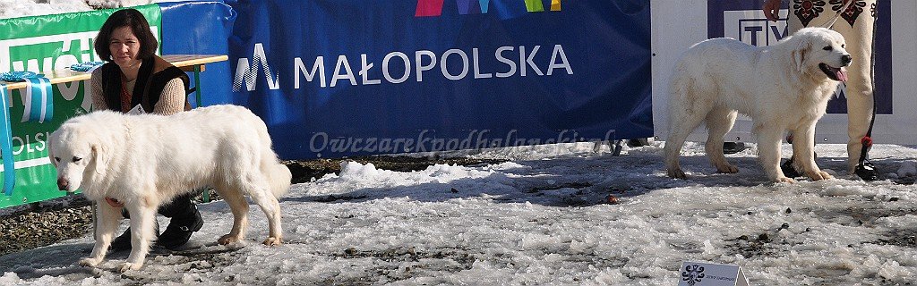 Owczarek Podhalański