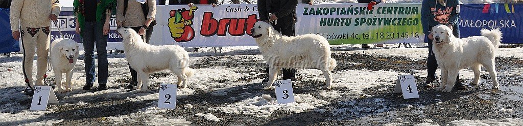 Owczarek Podhalański