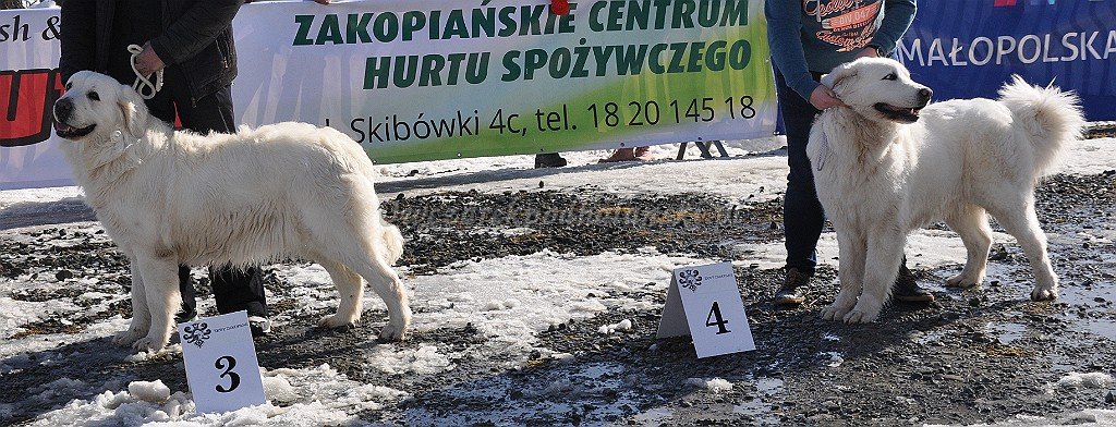 Owczarek Podhalański 