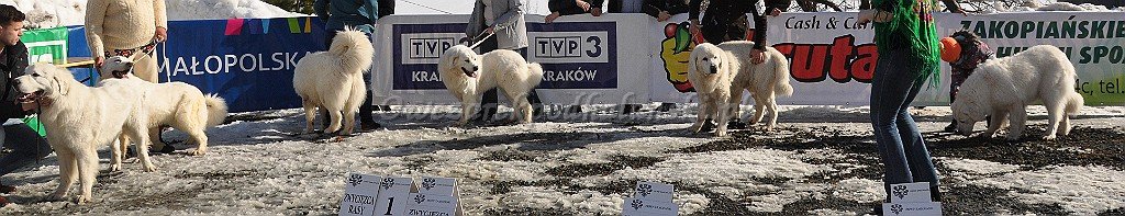Owczarek Podhalański