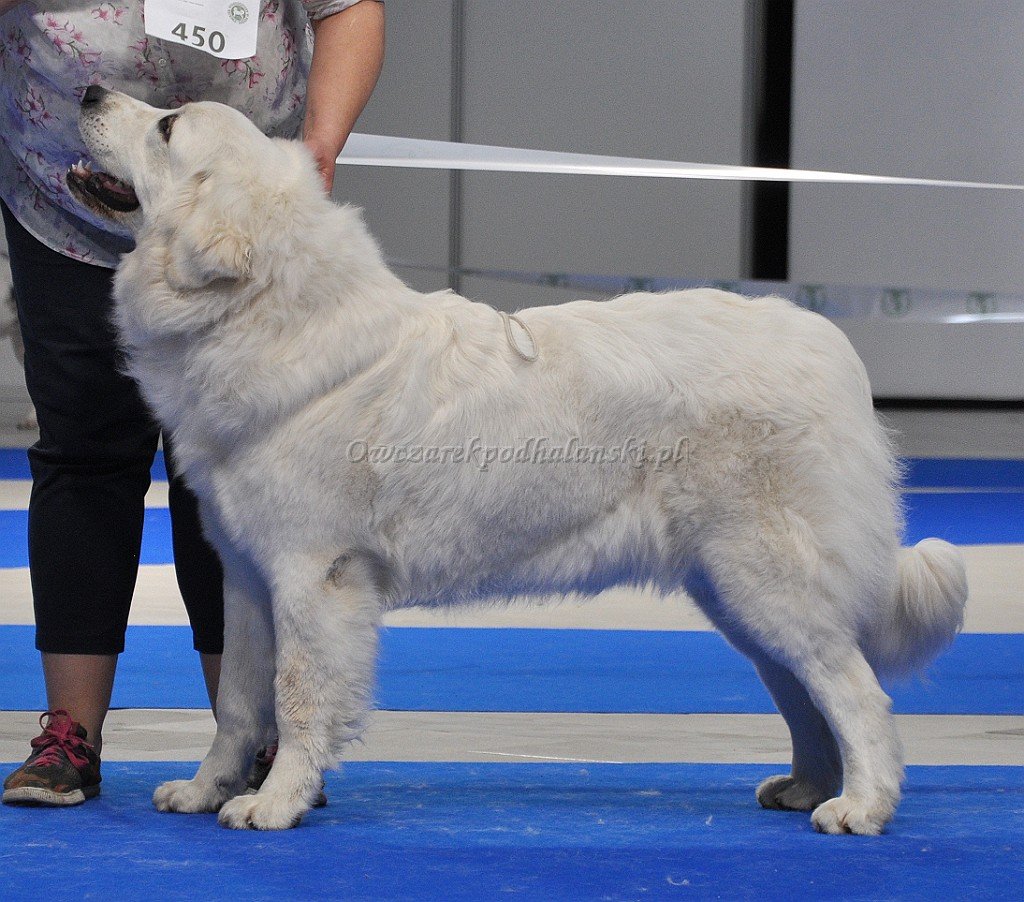 Owczarek Podhalański 